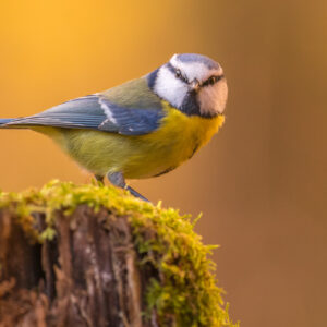 20201111-_DSC4832